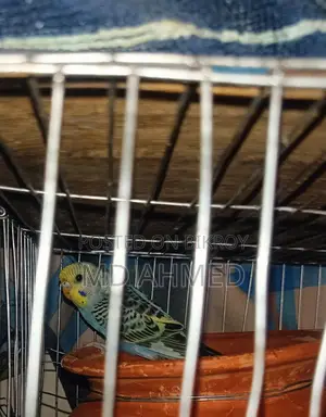 Budgerigar birds for sale