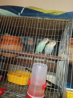 Budgerigar birds for sale