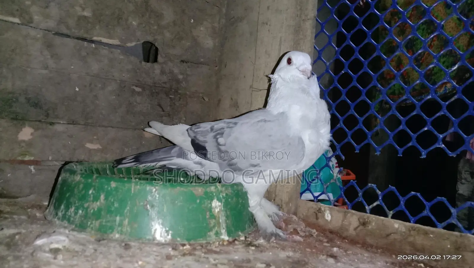 Pigeons for Sale