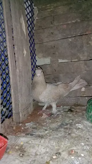 Pigeons for Sale