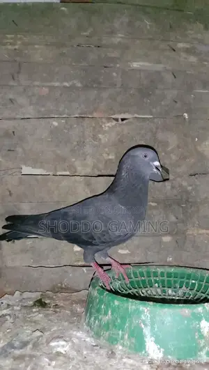 Pigeons for Sale