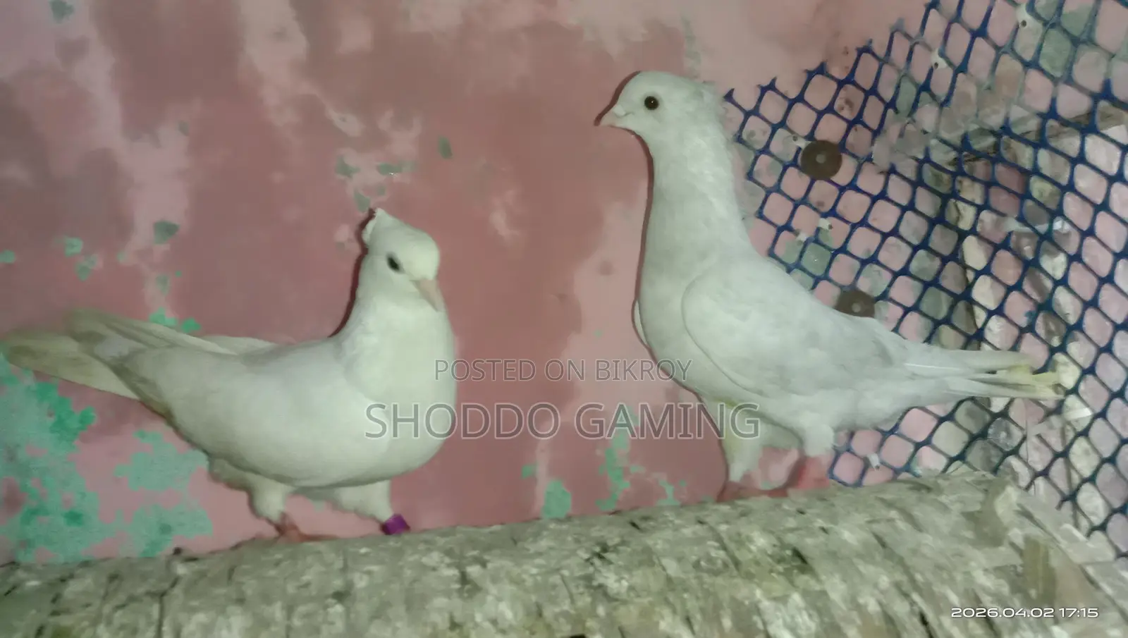 Pigeons for Sale
