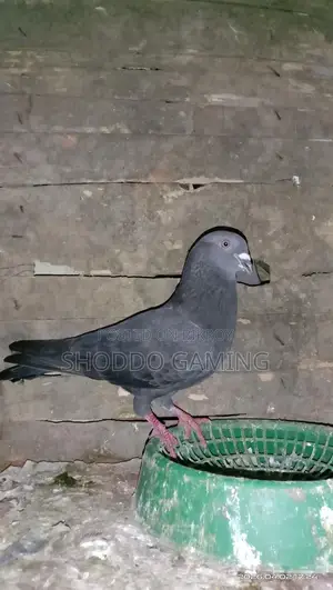 Pigeons for Sale