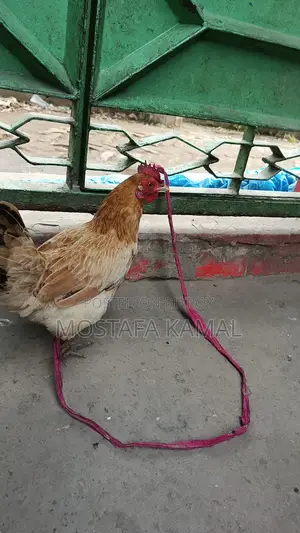 ডিম পাড়া বড় একটি মুরগী বিক্রি করা হবে