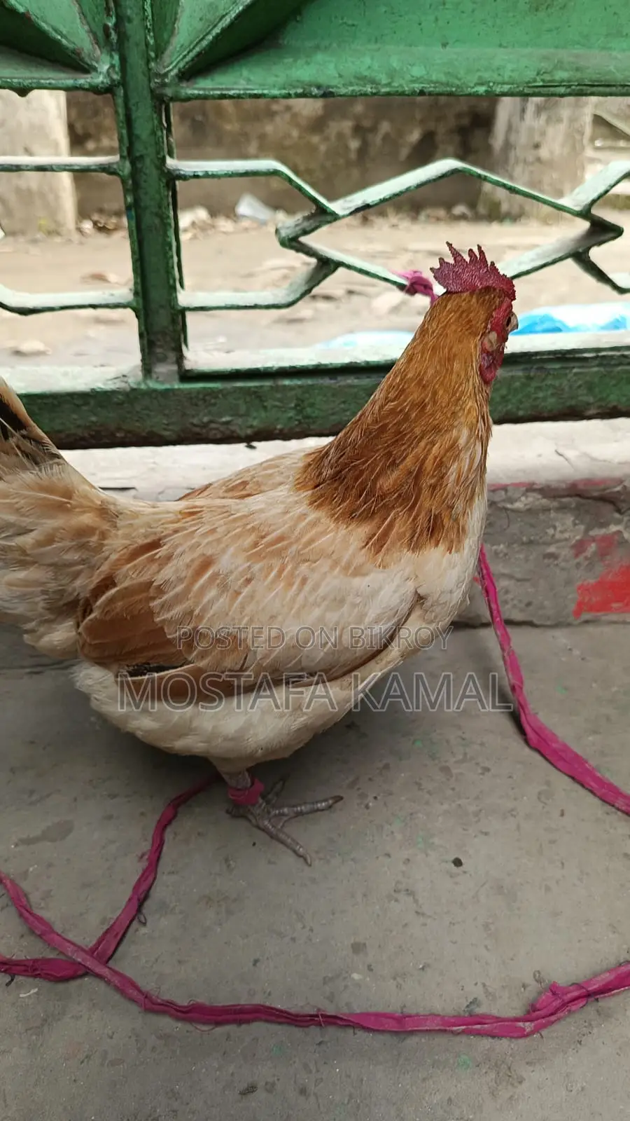 ডিম পাড়া বড় একটি মুরগী বিক্রি করা হবে
