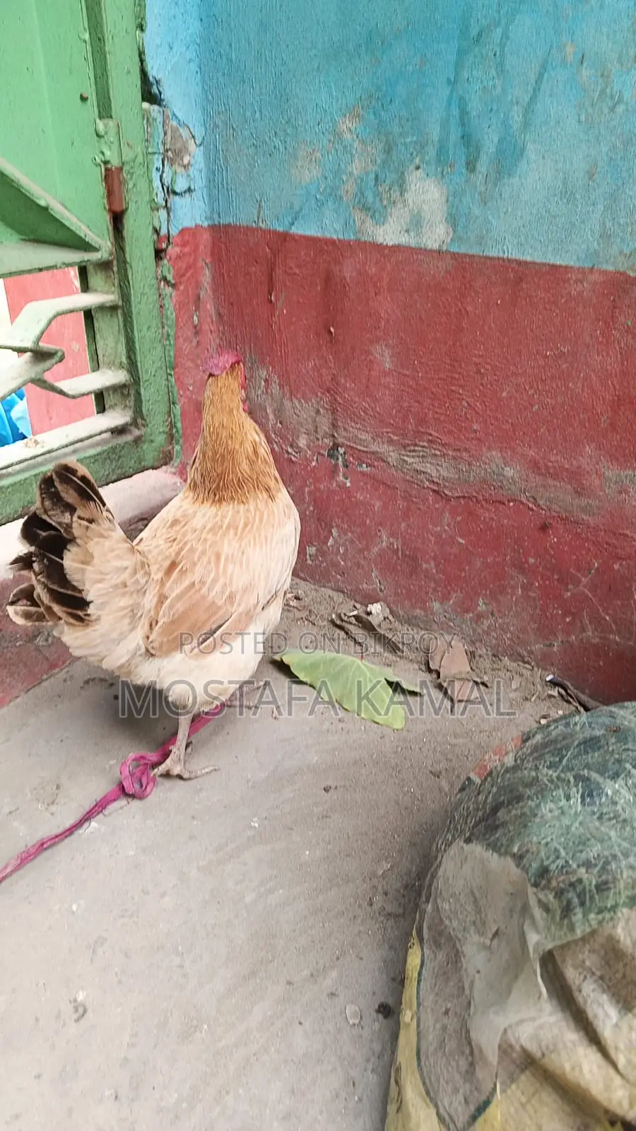 ডিম পাড়া বড় একটি মুরগী বিক্রি করা হবে