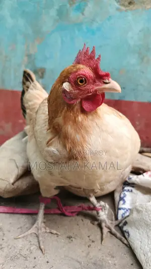 ডিম পাড়া বড় একটি মুরগী বিক্রি করা হবে