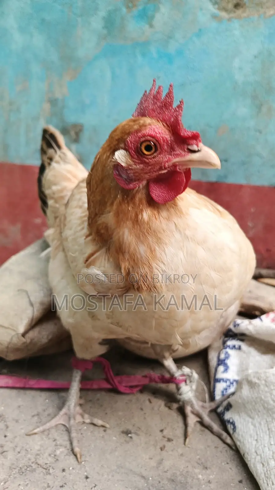 ডিম পাড়া বড় একটি মুরগী বিক্রি করা হবে