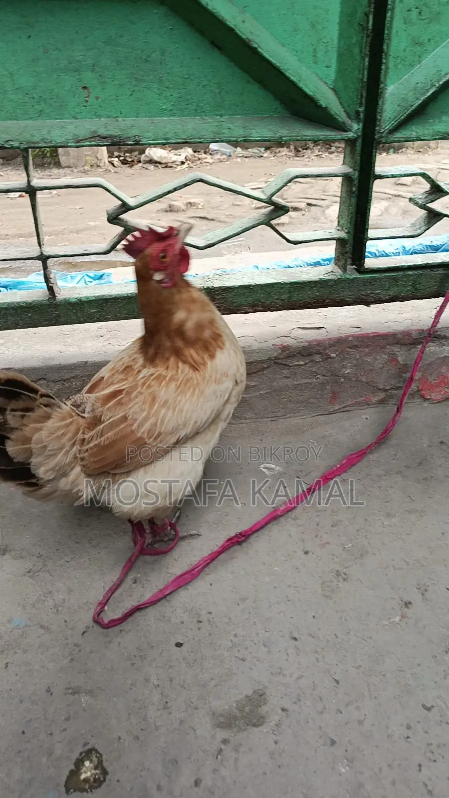 ডিম পাড়া বড় একটি মুরগী বিক্রি করা হবে