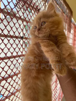 Traditional Persian Kitten