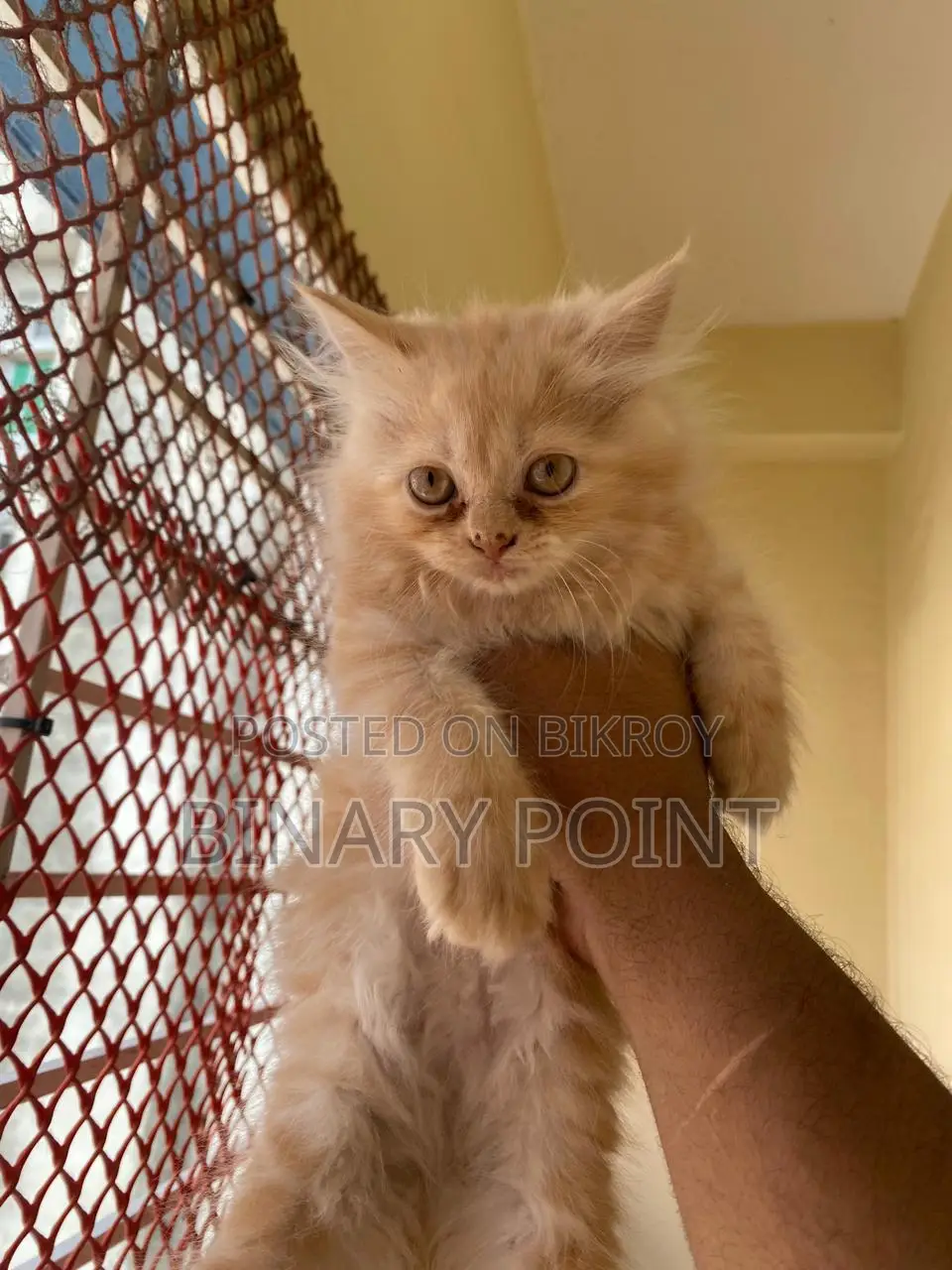 Traditional Persian Kitten