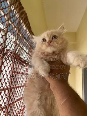 Traditional Persian Kitten