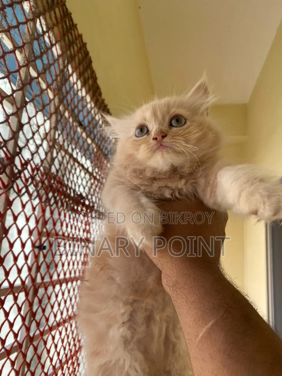 Traditional Persian Kitten