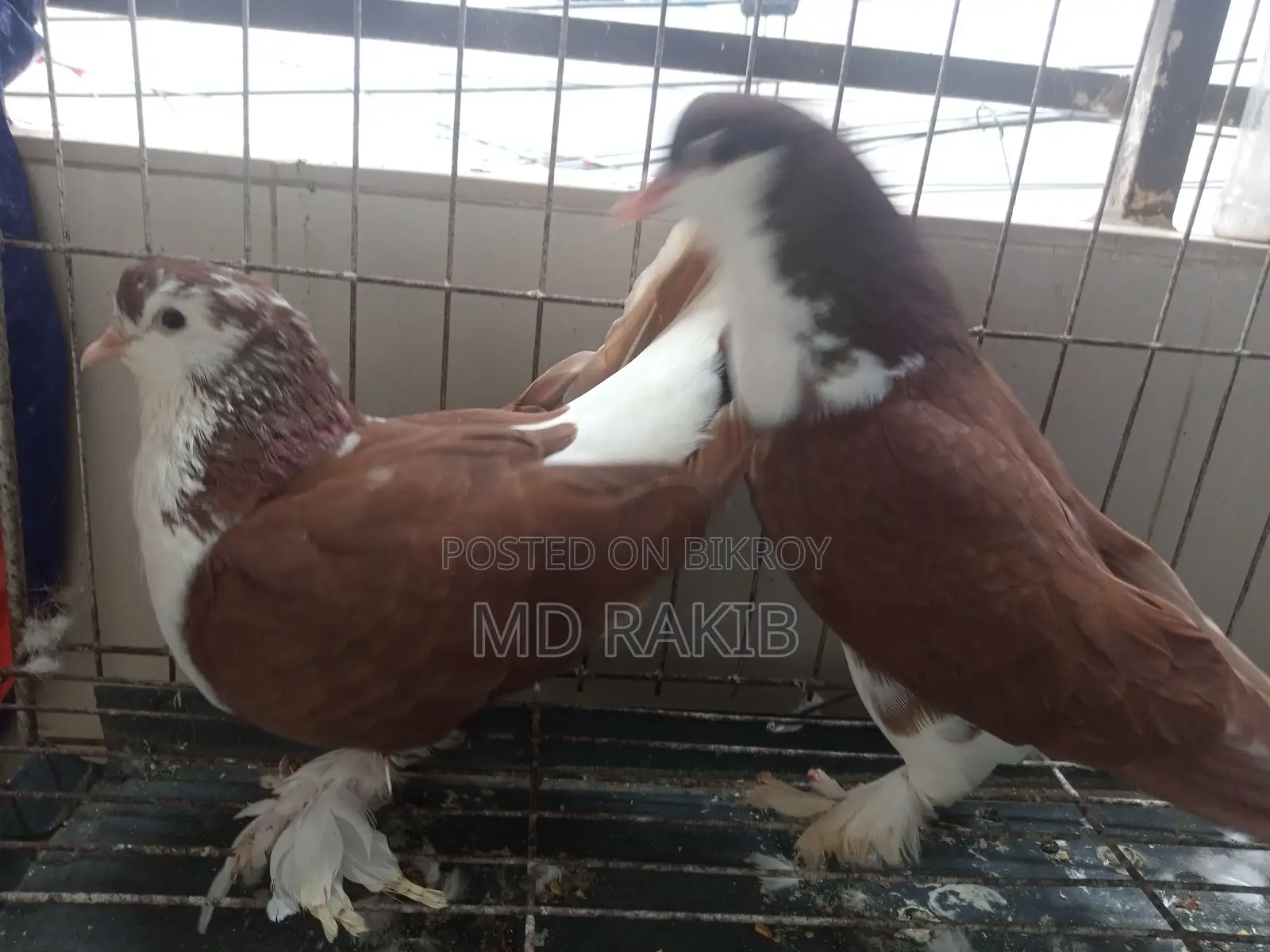 সিরাজি কবুতর