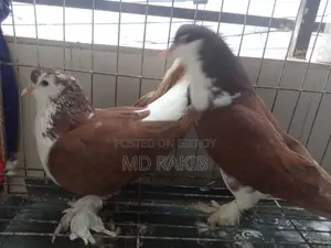 সিরাজি কবুতর