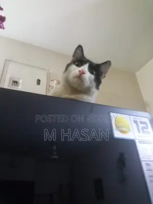 Mix Persian Cat