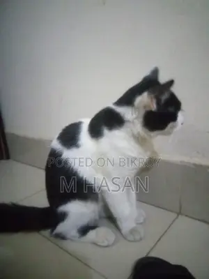 Mix Persian Cat