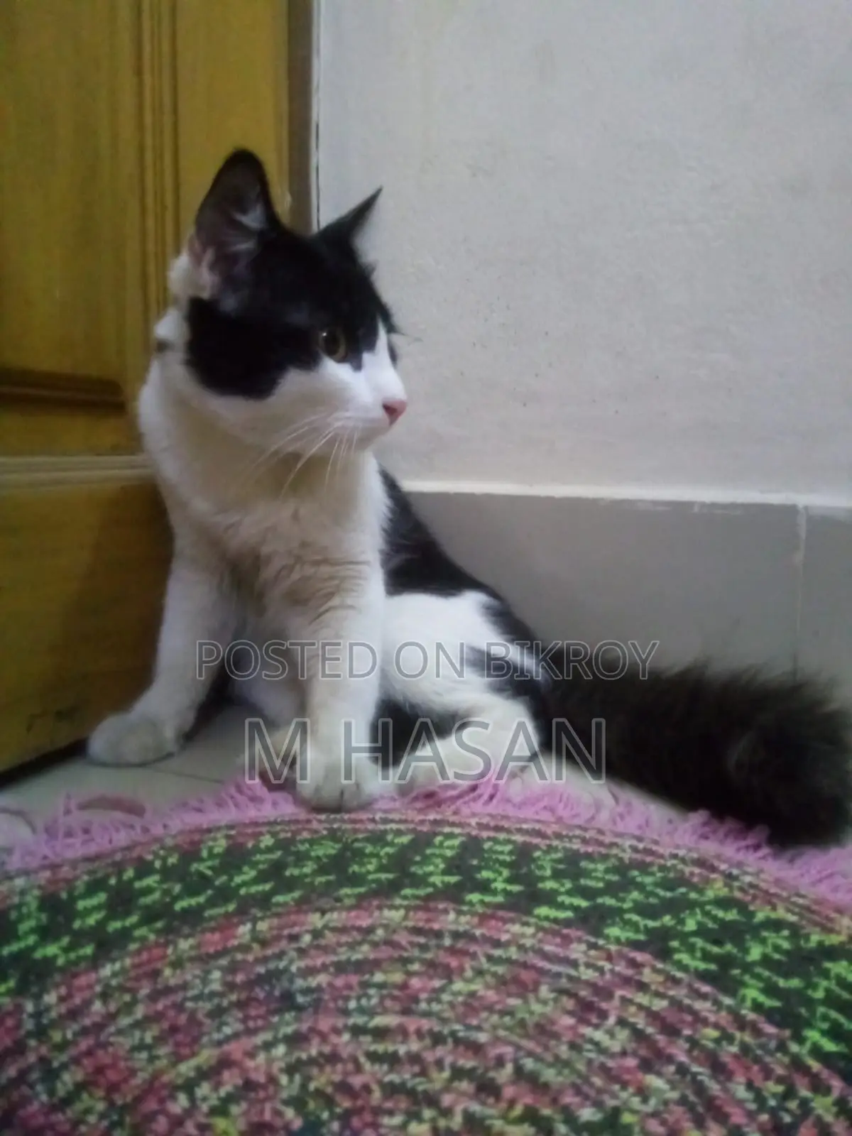 Mix Persian Cat