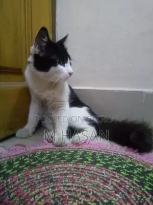 Mix Persian Cat