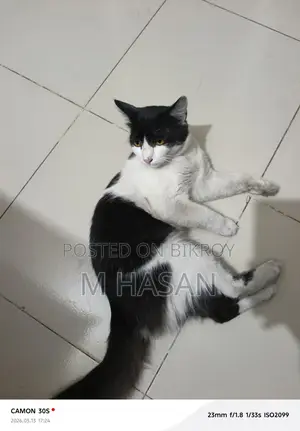 Mix Persian Cat