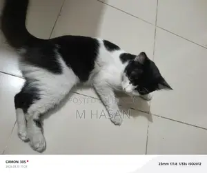 Mix Persian Cat