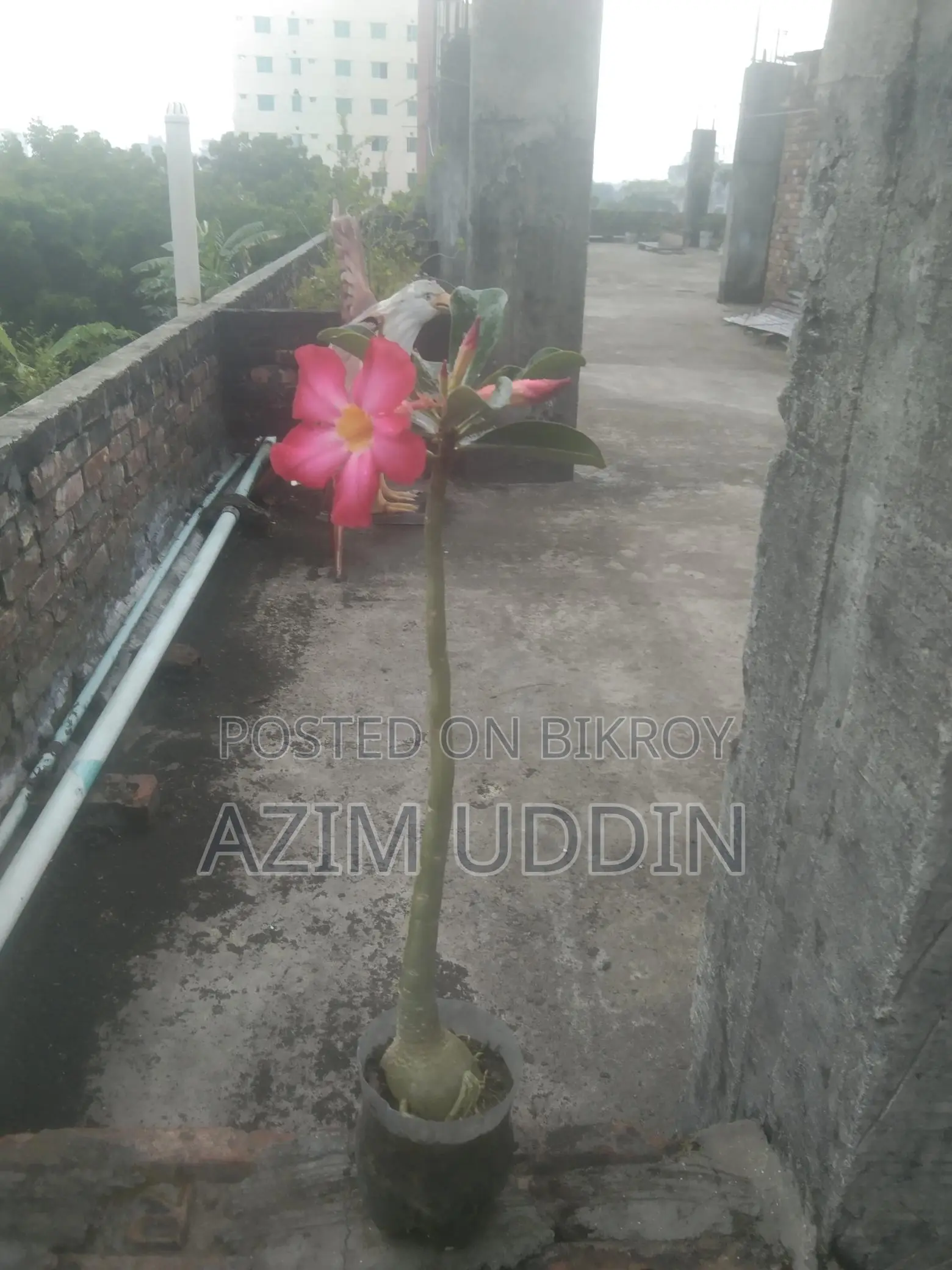 Adenium Tree