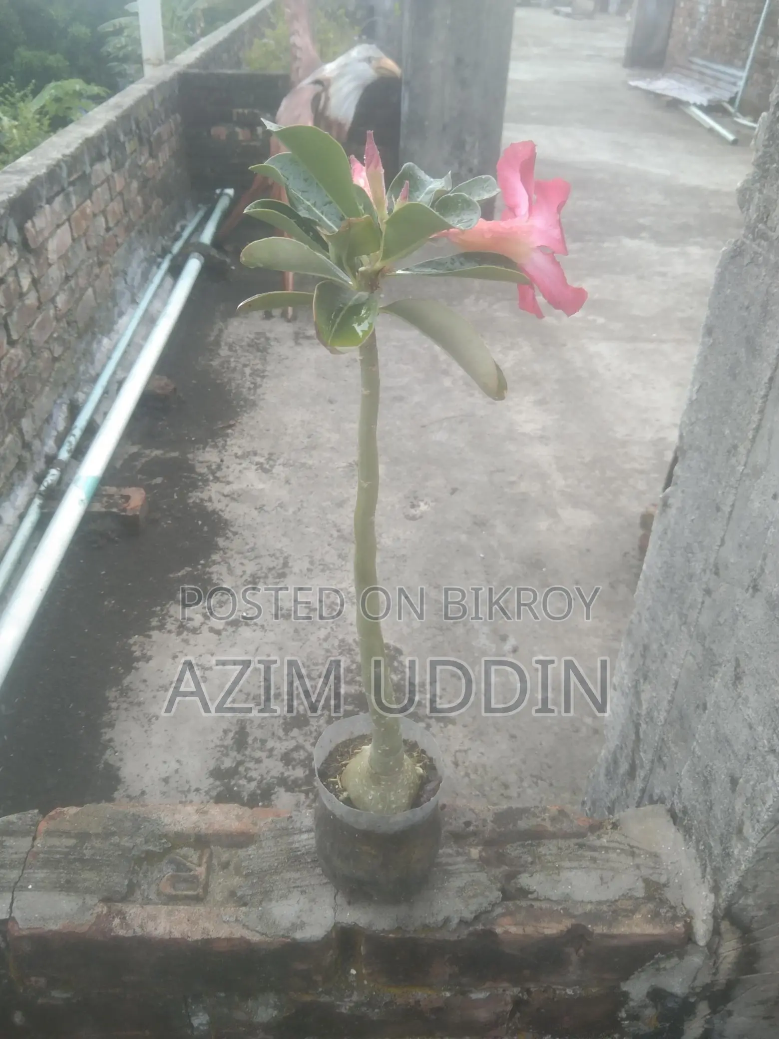 Adenium Tree