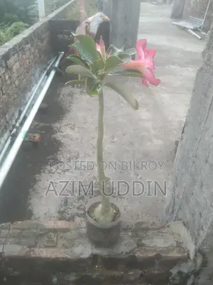 Adenium Tree