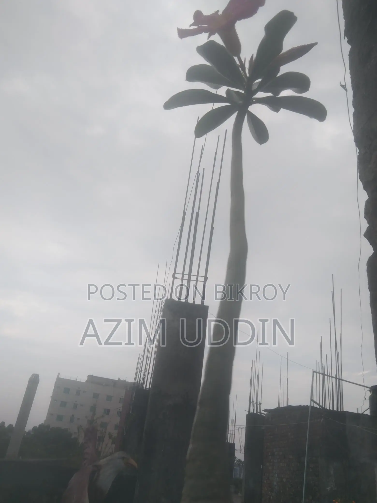Adenium Tree