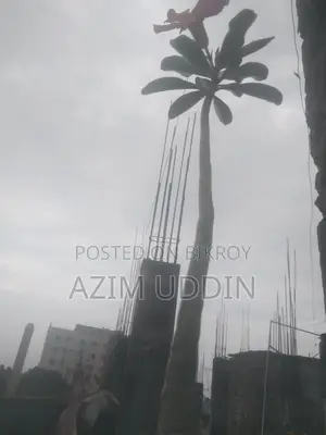 Adenium Tree