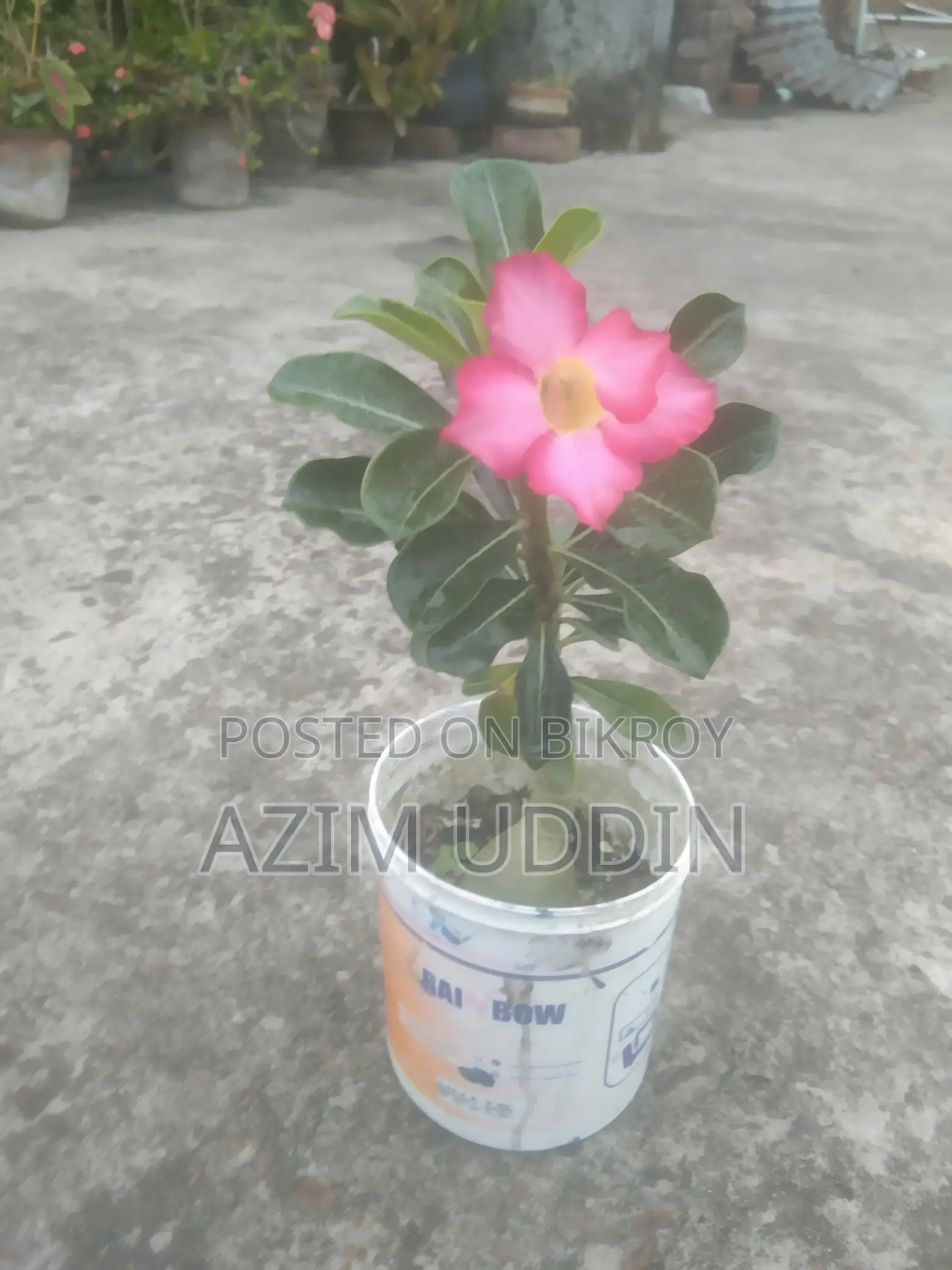 Adenium Tree