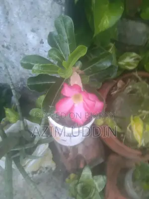 Adenium Tree