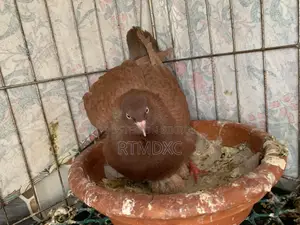 Lal Chulli Puran Jaat