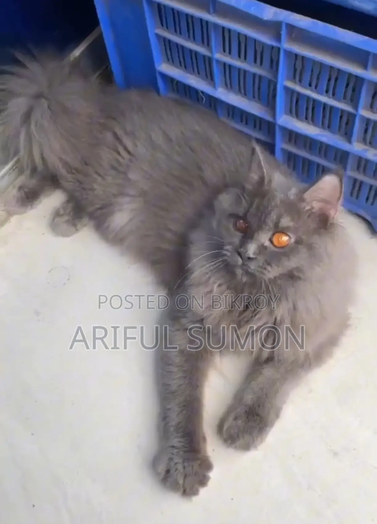 Persian Male Cat