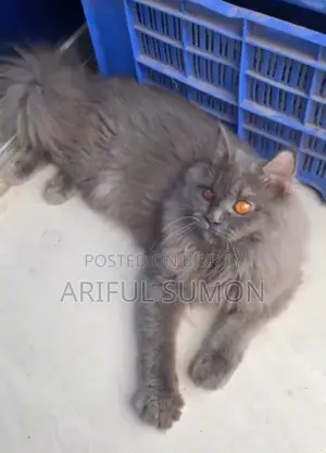 Persian Male Cat