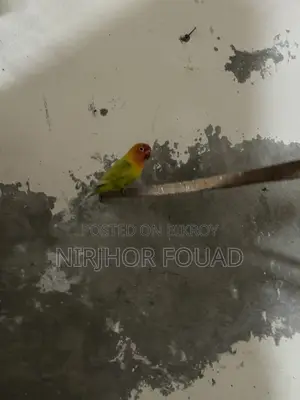 Love Bird Running Pair