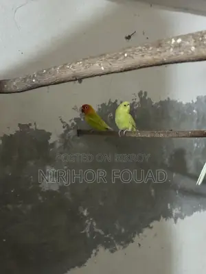 Love Bird Running Pair