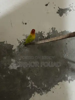 Love Bird Running Pair