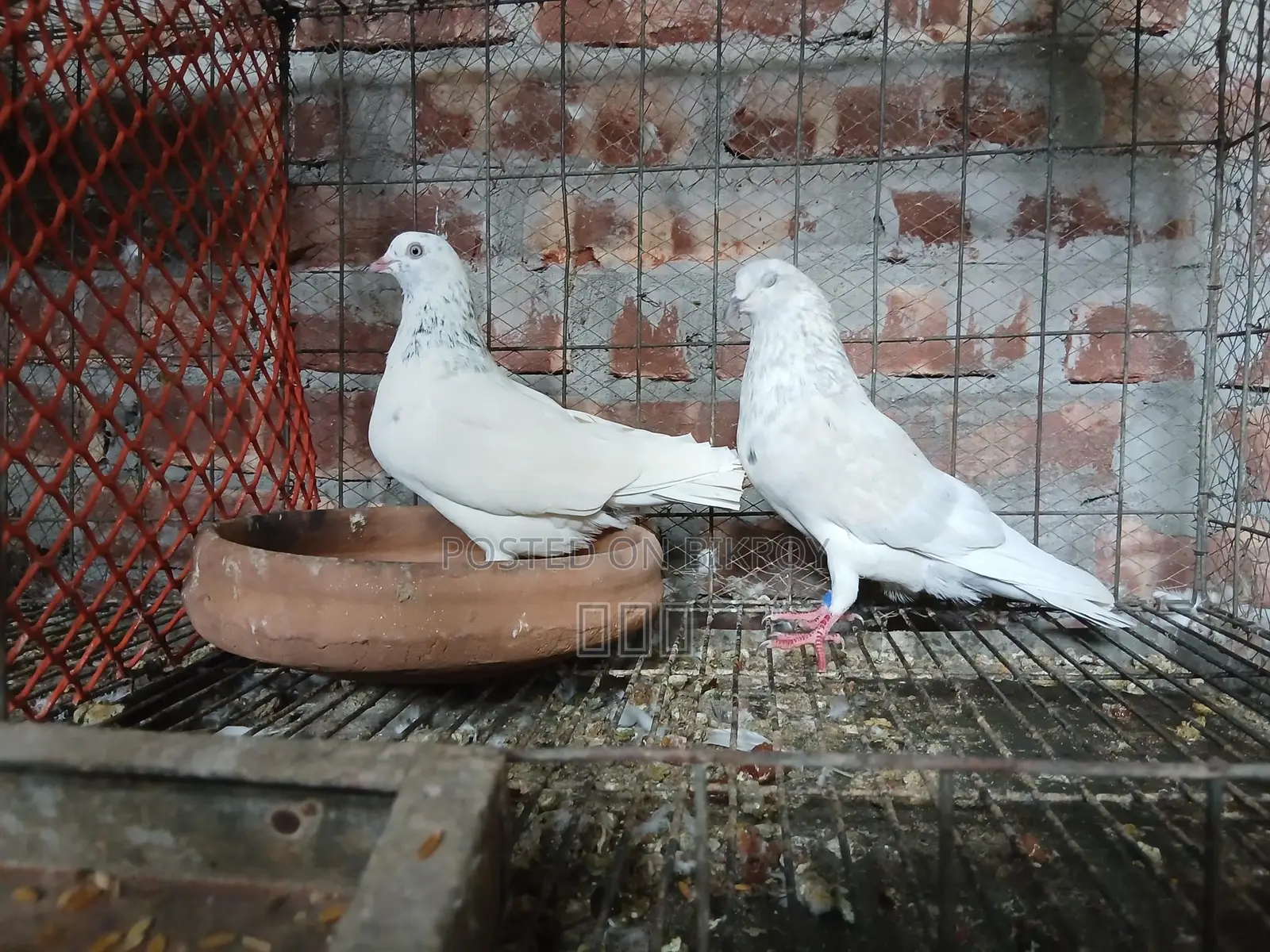 Benares Racing Pair
