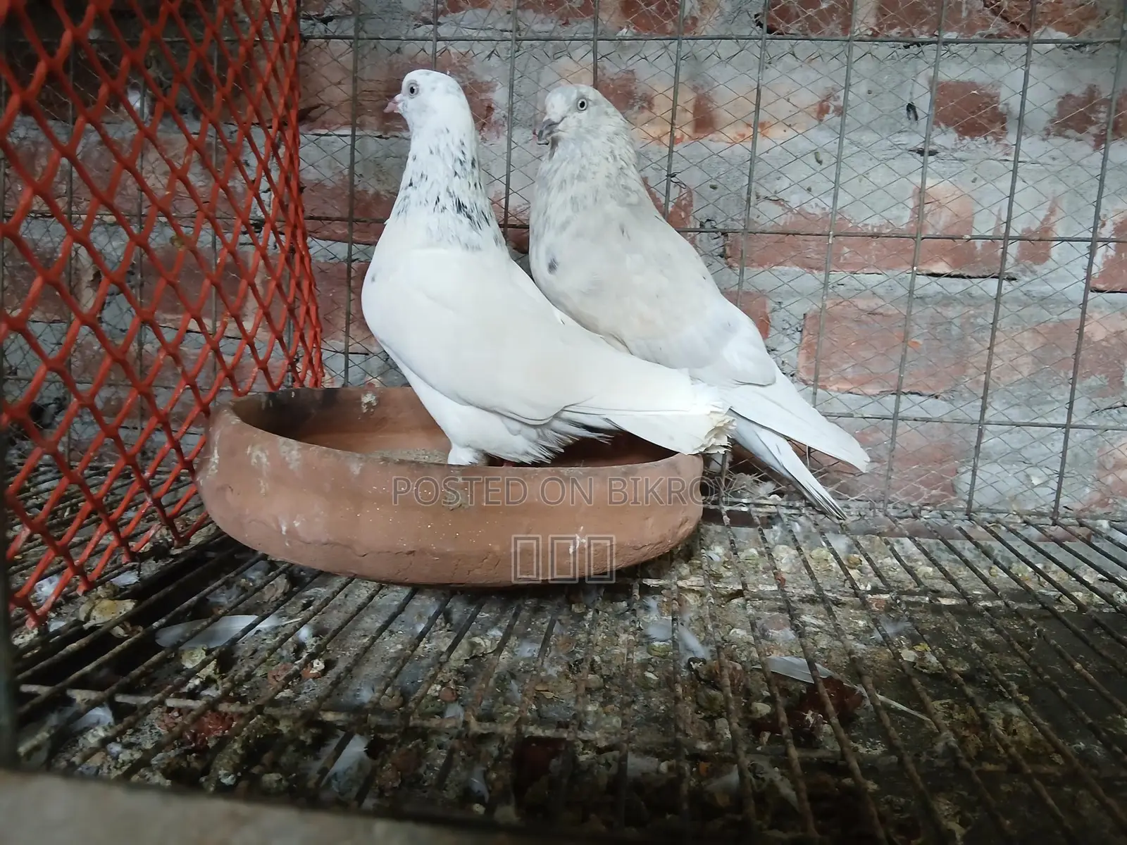 Benares Racing Pair
