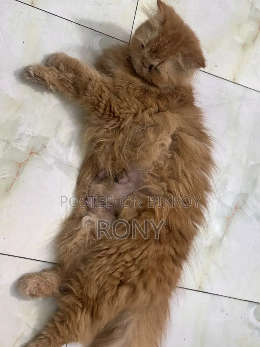 Traditional Persian Female Cat