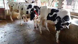 Buy 3 heifers for your farm without hesitation.