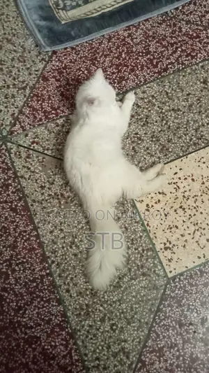 Persian Cat