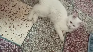 Persian Cat