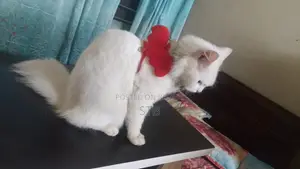 Persian Cat