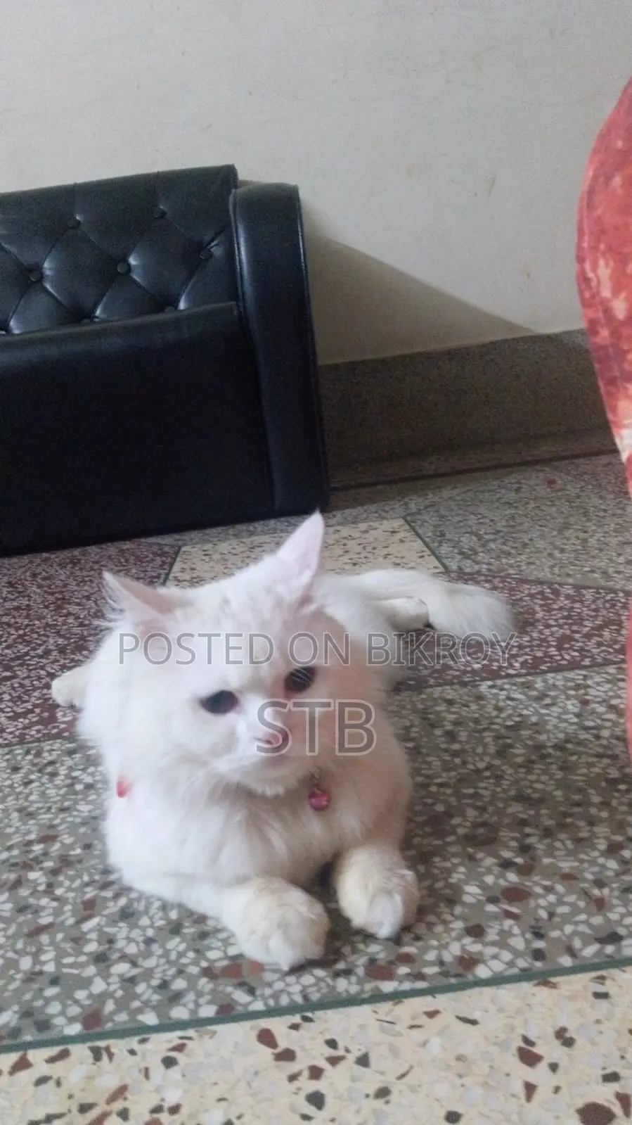 Persian Cat