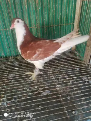 Siraji Kobutor Bikri Hobe.