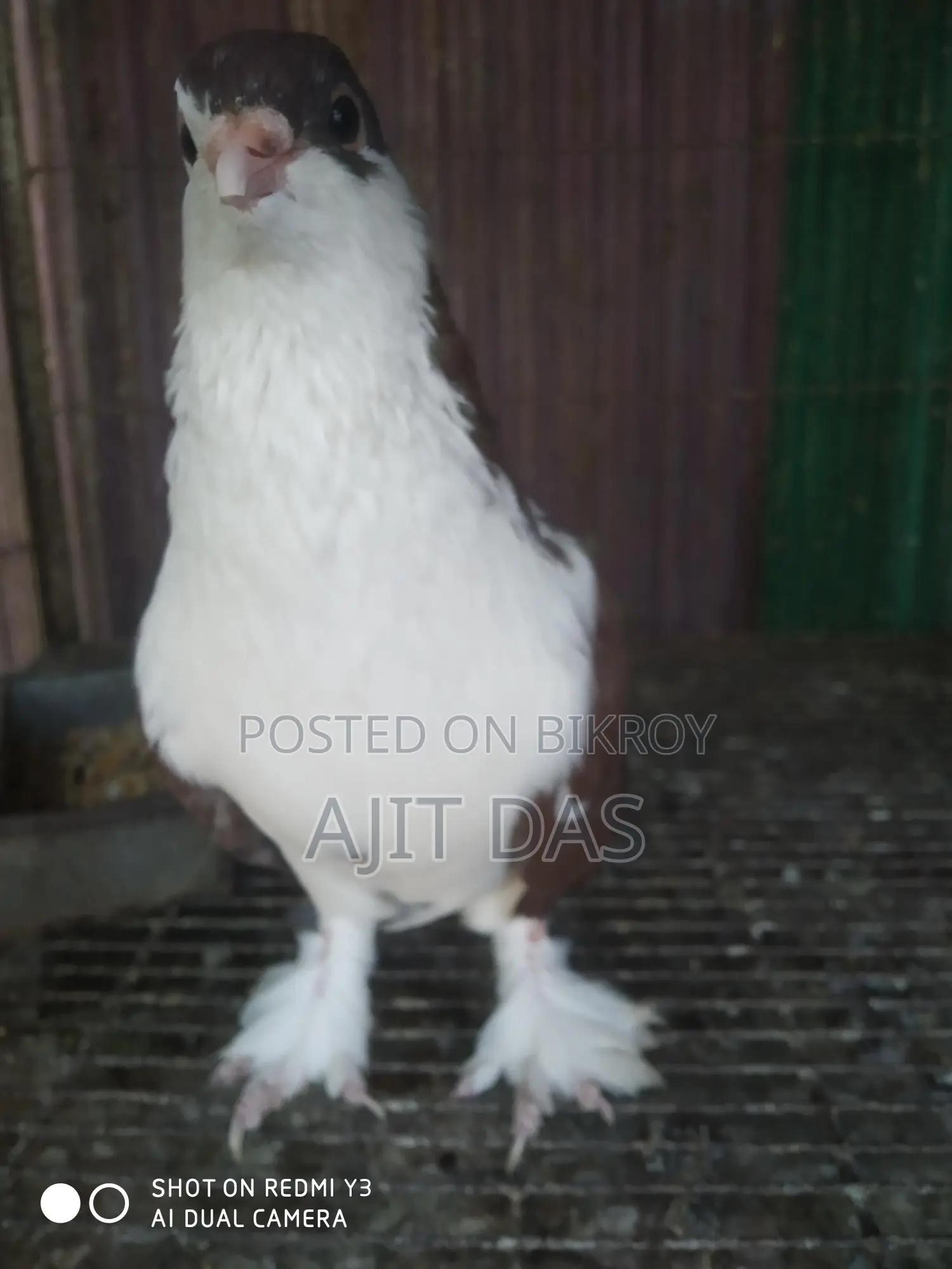 Siraji Pigeons for Sale.
