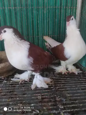 Siraji Pigeons for Sale.