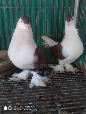 Siraji Pigeons for Sale.